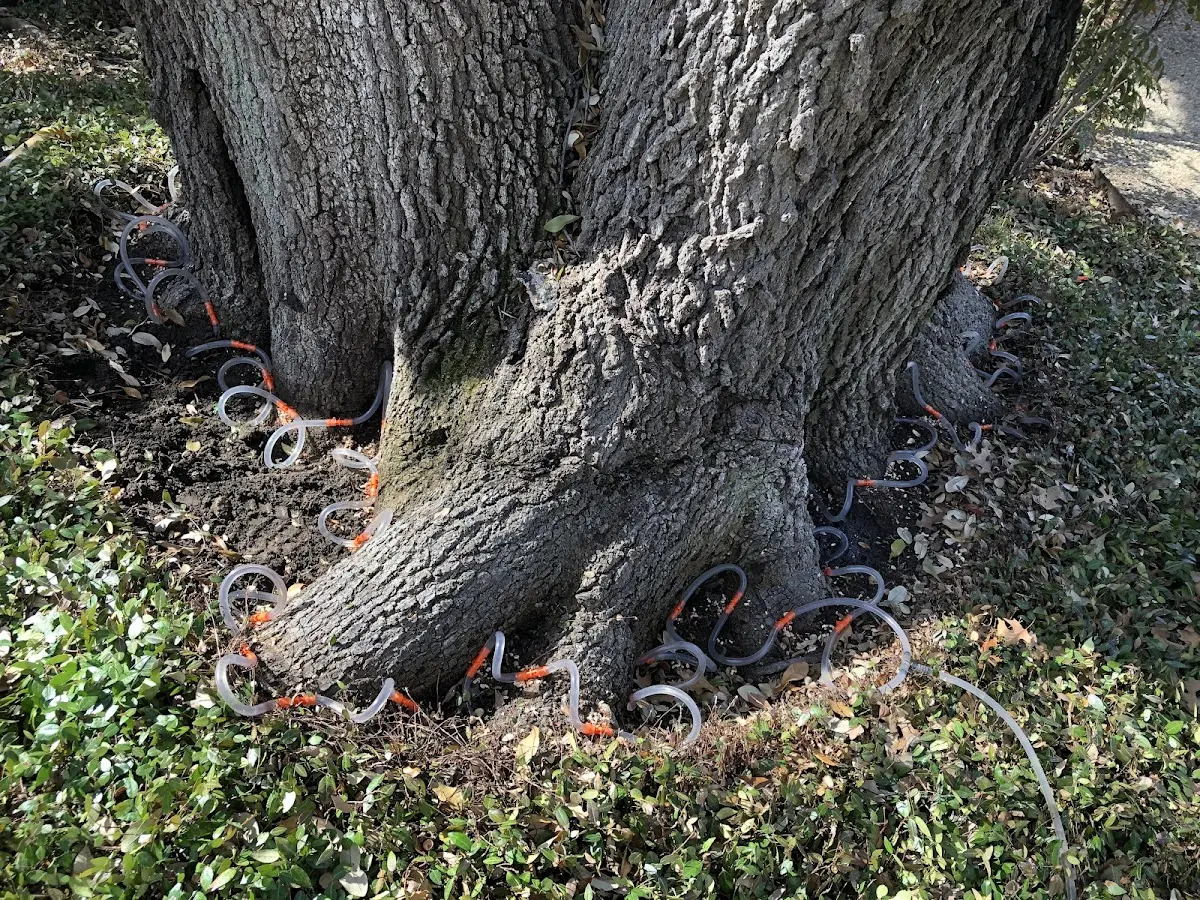 Detailed Tree Cabling and Bracing job site in Potosi
